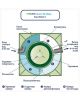 Гринлос Аква 6 Пр Миди - фото 5